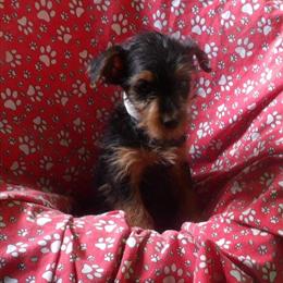 Yorkshire Terrier Zion – Charming Male Pup Ready for a Loving Home in Paterson, nj