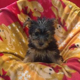 Yorkshire Terrier Bambi - Sweet and Playful Companion in Paterson, nj