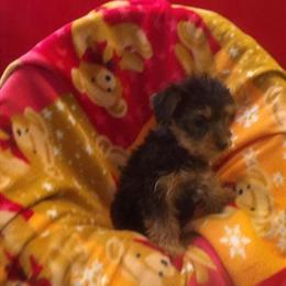 Yorkshire Terrier Nova - Sweet and Playful Companion Ready for a New Home in Paterson, nj