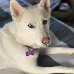 White Female Siberian Husky Available for Rehoming in Dayton, oh
