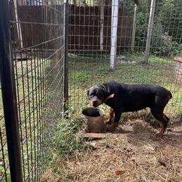 Female Rottweiler for Adoption in Winston-Salem, nc