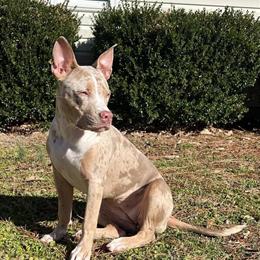 Looking for a Bully Stud for My Girl in Raleigh, nc