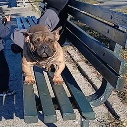 Micro Male Stud Available in Brooklyn, ny