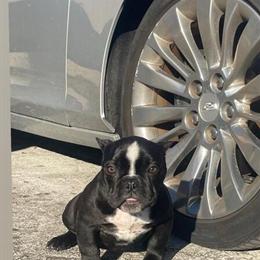 Exotic American Bully for Sale in Tampa, fl