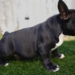 Exotic American Bully for Sale in Tampa, fl