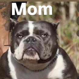 American Bully - ABR Registered with Health Certificate in Tampa, fl