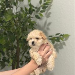 Maltipoo Puppies Ready for Loving Homes in Miami, fl