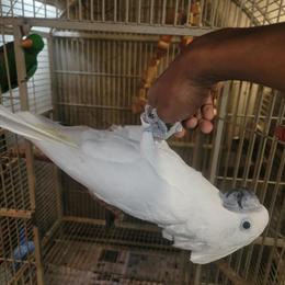 Umbrella Cockatoo for Sale - Great Family Pet in Buffalo, ny