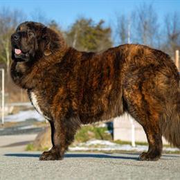 Tibetan Mastiff Female, Almost 2 Years Old in Newburgh, ny