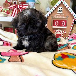 Adorable Female Shih Tzu Looking for a Forever Home in Fayetteville, nc