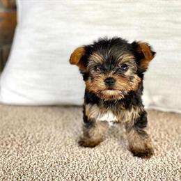 Yorkshire Terrier Puppies – 10 Weeks Old, Ready for New Homes in Lancaster, ca