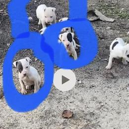 Pit Bull Puppies for Sale in Cheraw, sc