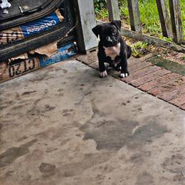 American Pit Bull Terrier Puppy Named Scarface in Cheraw, sc