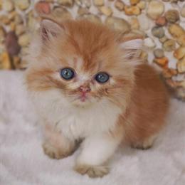 Persian Kittens - Charming Sisters Ready for Loving Homes in San Francisco, ca