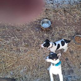 Jack Russell Terriers - 10 Weeks Old, Male, Vaccinated in Cincinnati, oh