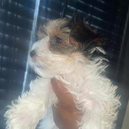 Exotic Yorkshire Terrier Puppy Ready for a Forever Home in Detroit, mi