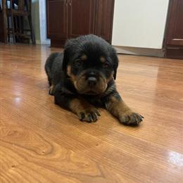 Rottweiler Puppies Available in Roseville, mi