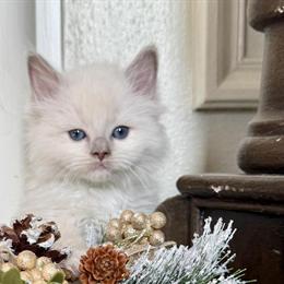 Male Lilac Ragdoll Kitten Ready for Adoption on Christmas Eve in Lock Haven, pa