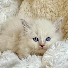 Male Ragdoll Cat with Blue and Blaze Markings in Lock Haven, pa