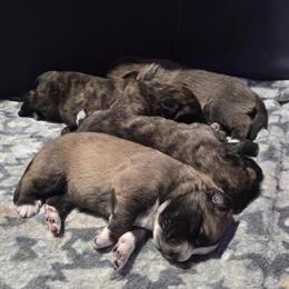 English Mastiff Great Pyrenees Puppies Ready for New Homes in Erie, pa