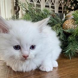 TICA Lilac Male Kitten Ready for Adoption in Lock Haven, pa