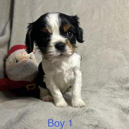 Cavalier King Charles Spaniel Puppies Available in Johnson City, tn