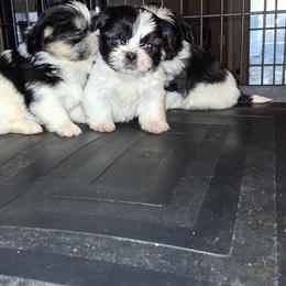 Registered Shih Tzu Ready for Rehoming in Memphis, tn