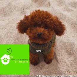 Red Toy Poodle AKC Proven Stud Available for Sale or Stud Services in Atlanta, ga
