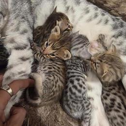 Savannah Kittens Ready for New Homes in Colorado Springs, co
