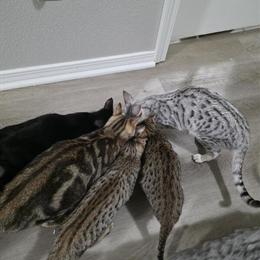 Savannah Kittens Available for Christmas Special in Colorado Springs, co