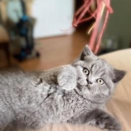 British Shorthair Blue Male Ready for Rehoming After December 22nd in Clearwater, fl