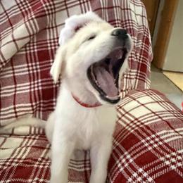 German Shepherd and Great Pyrenees Puppies Available in Traverse City, mi