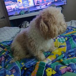 Shih Poo Puppies Available in Baltimore, md