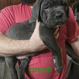 Cane Corso Puppies Ready for Adoption on December 22 in Scranton, pa