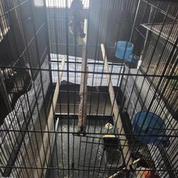 Cockatiels Jack and Jill Looking for a New Home in Midland, mi