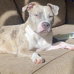 Pitbull Gamora - Energetic and Playful in Silver Spring, md
