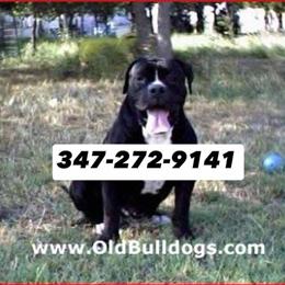 English Bulldogs Available from Experienced Breeder Since 1950 in New York, ny