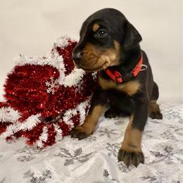 European Doberman Puppies for Christmas in Jacksonville, fl