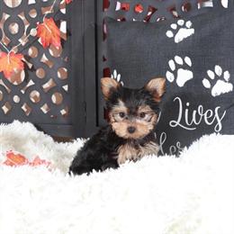 Yorkshire Terrier Puppy - Carolina, Precious Female Yorkie in Mount Vernon, oh