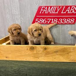 AKC Labrador Retriever Puppies Ready for Home on December 23rd in Croswell, mi