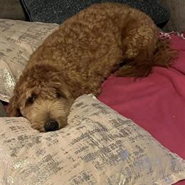 Goldendoodle Puppy for Sale in Deltona, fl
