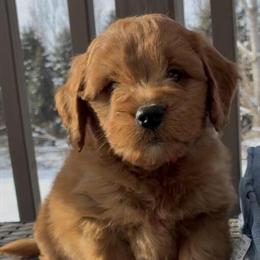 Mini F1 Goldendoodles Available December 16 in Madison, wi