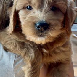 Mini F1 Goldendoodle Puppies Ready This Week in Madison, wi