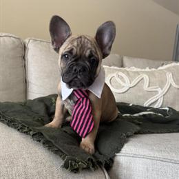 Male French Bulldog Puppy, 13 Weeks Old, Ready Now! in Eau Claire, wi