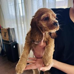 Cocker Spaniel Puppies Looking for Forever Homes in Ranson, wv