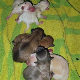 Chihuahua Puppies for Sale - 5 Purebred Available in Detroit, mi