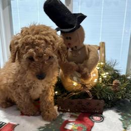 Mini Male Goldendoodle Available Before Christmas in Midland, mi