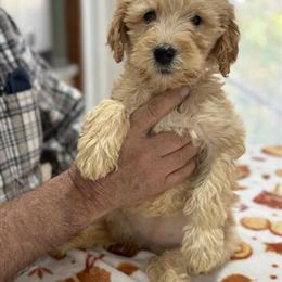 Goldendoodle Puppy Available in Midland, mi