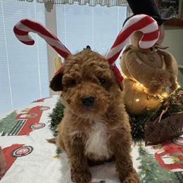 Mini Goldendoodle Ready for Christmas Home in Midland, mi