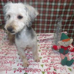 Yorkie-Chon Lola Looking for a Forever Home in Paterson, nj